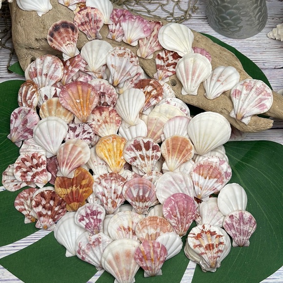 Gorgeous Folded Scallop Seashells Mixed Lot for Jewelry DIY or Nautical Decor - Picture 5 of 13